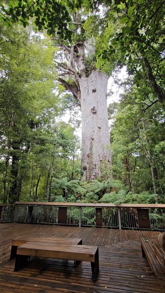 Tane Mahuta giant kauri tree in Waipoua Forest, New Zealand