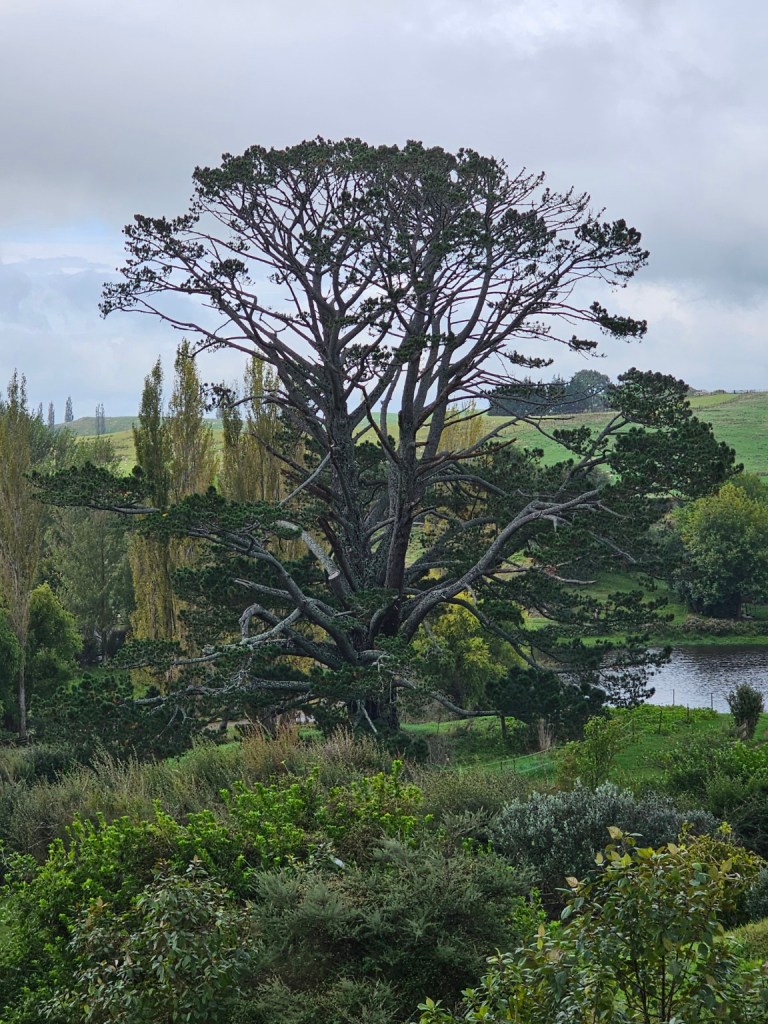 Large windswept tree overlooking the green hills and lake at Hobbiton in New Zealand.